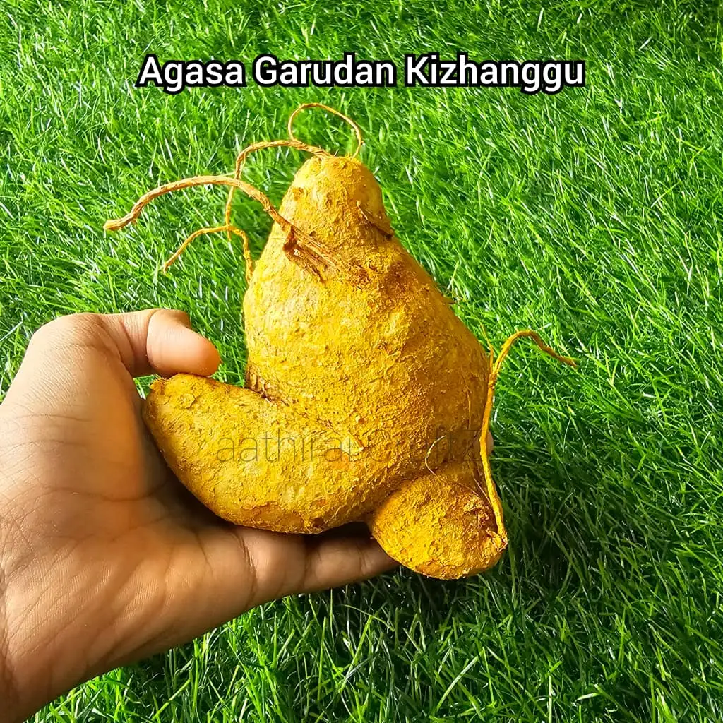 Akasa garudan Kizhangu  Agasa garudan kilangu - secondary