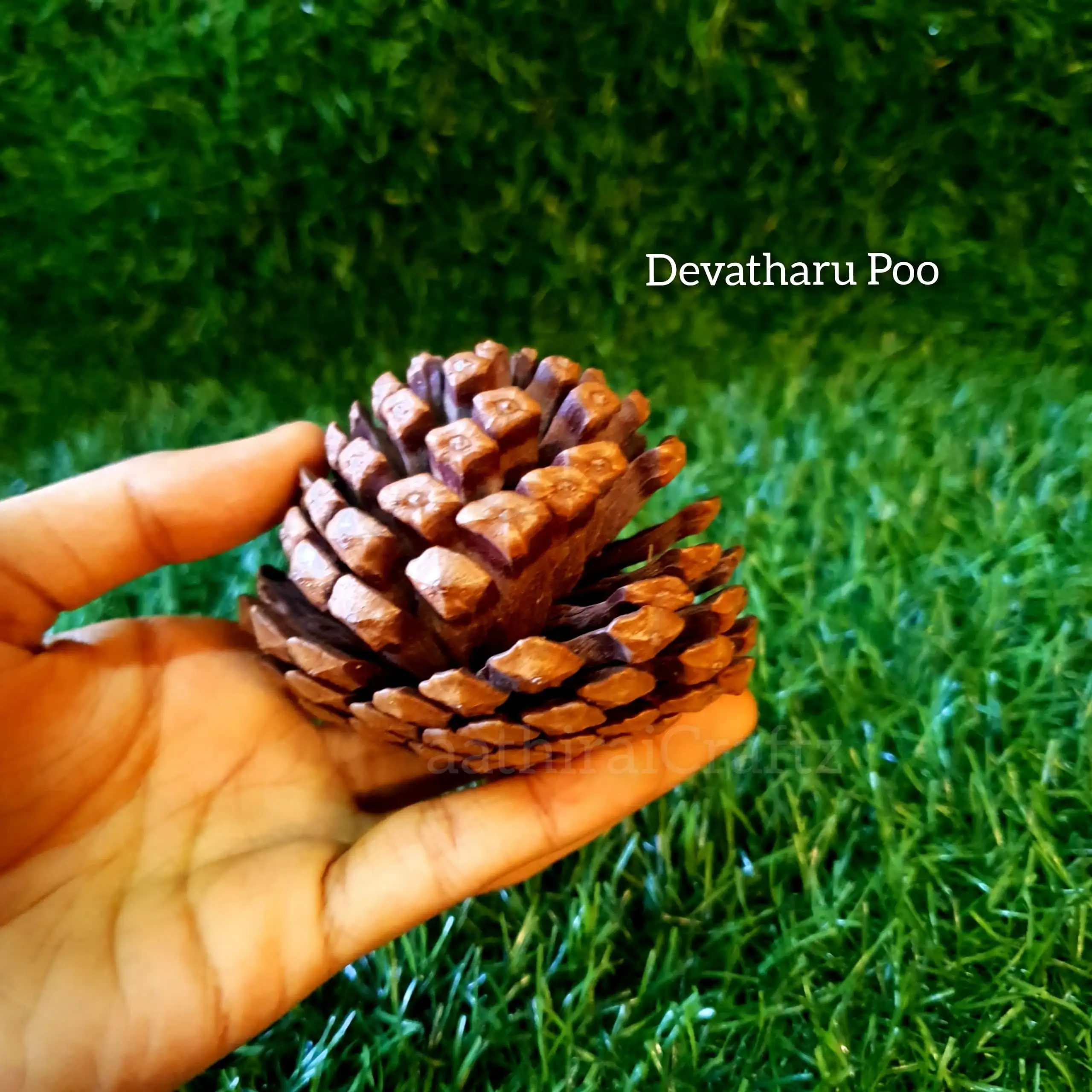 Devadharu Flower / Devadaru Herb - secondary