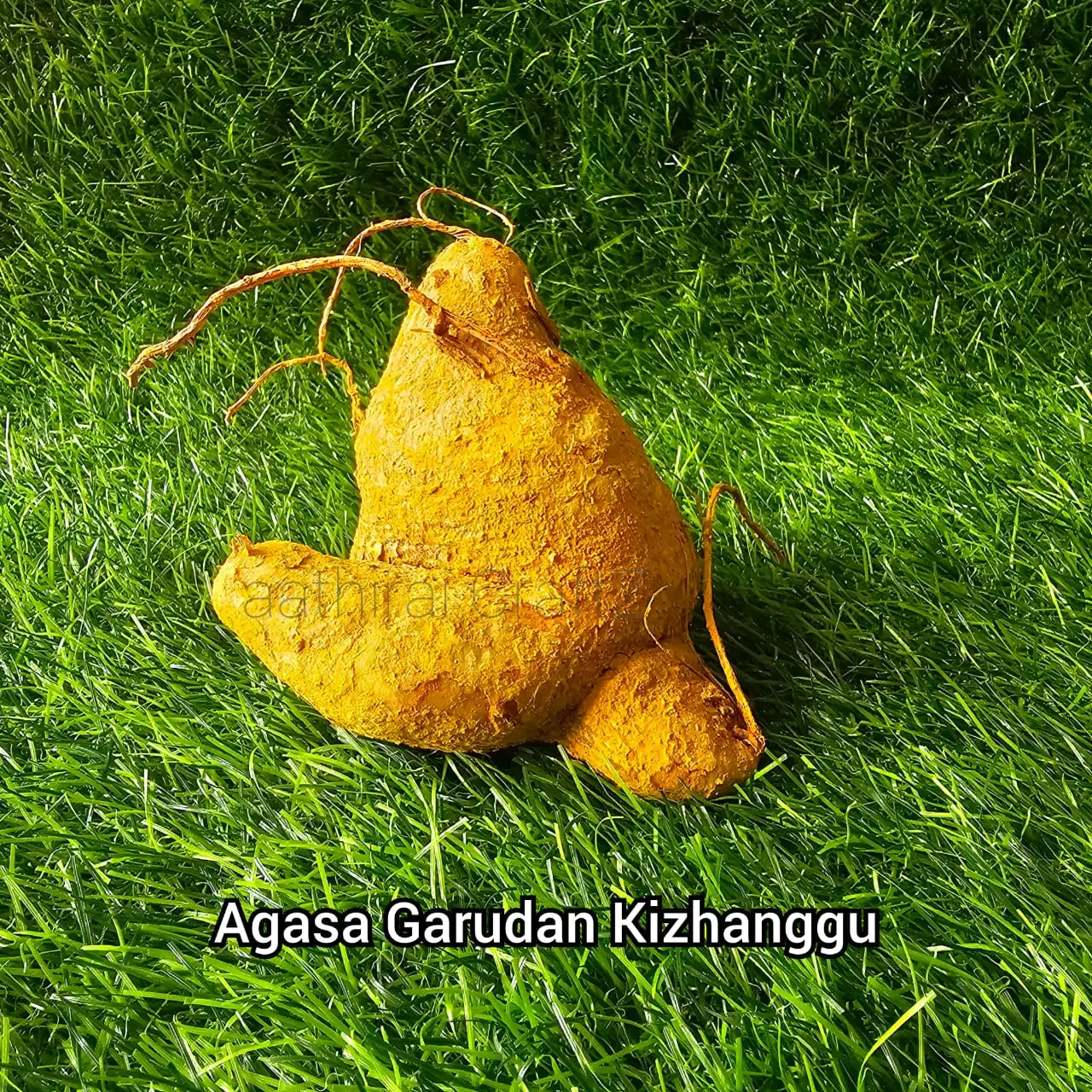 Akasa garudan Kizhangu  Agasa garudan kilangu