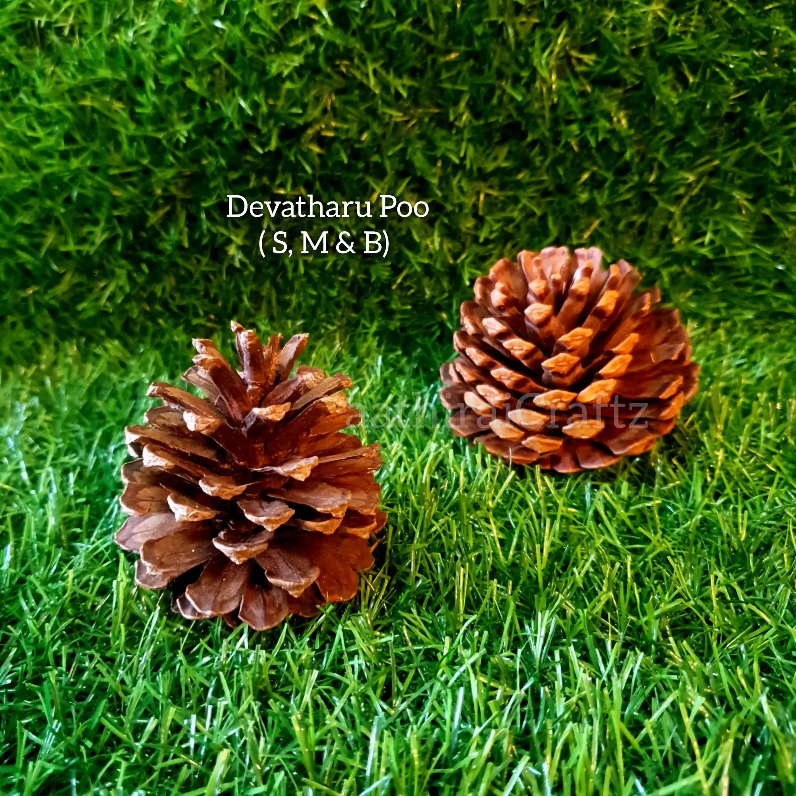 Devadharu Flower / Devadaru Herb