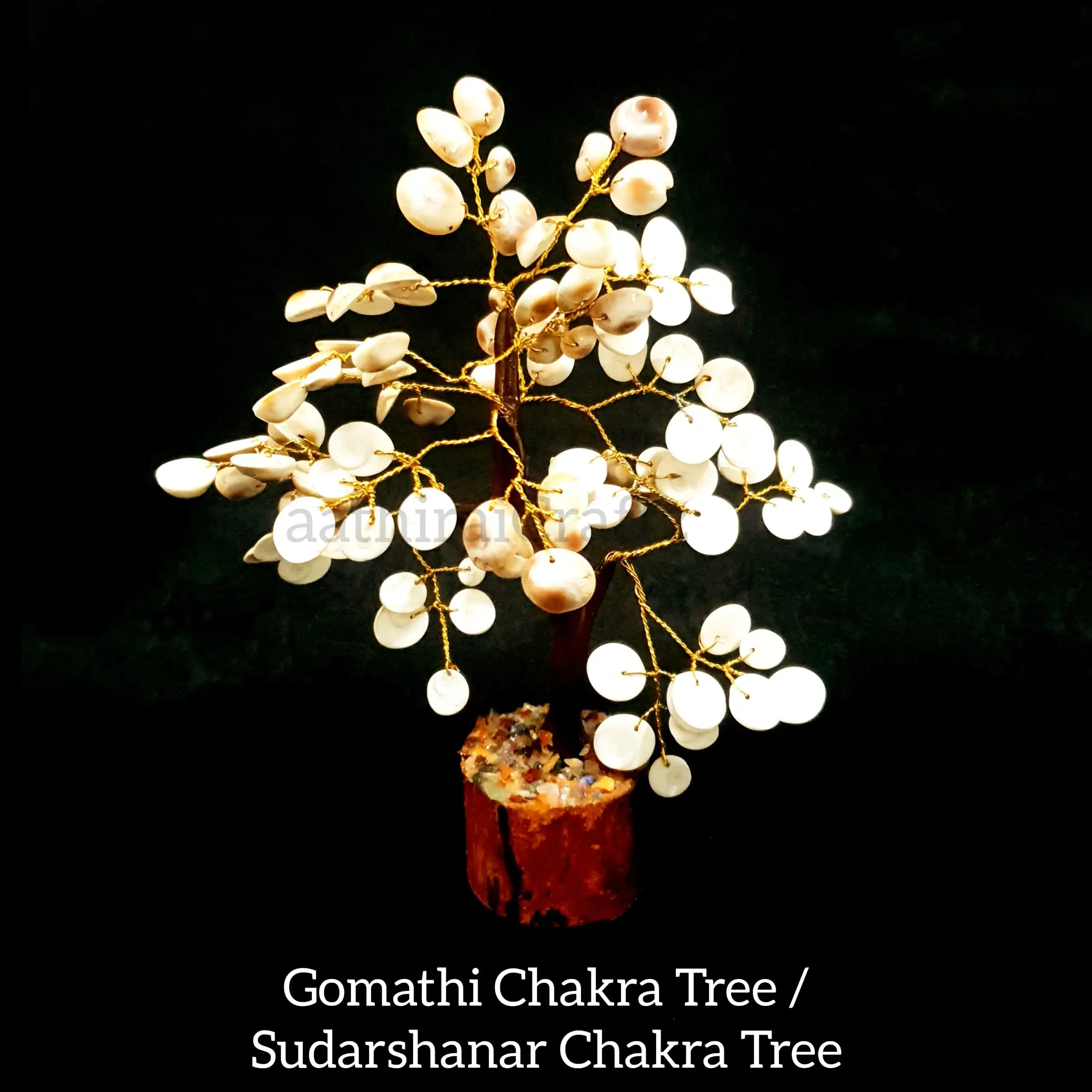 Natural Gomathi Chakra Maram