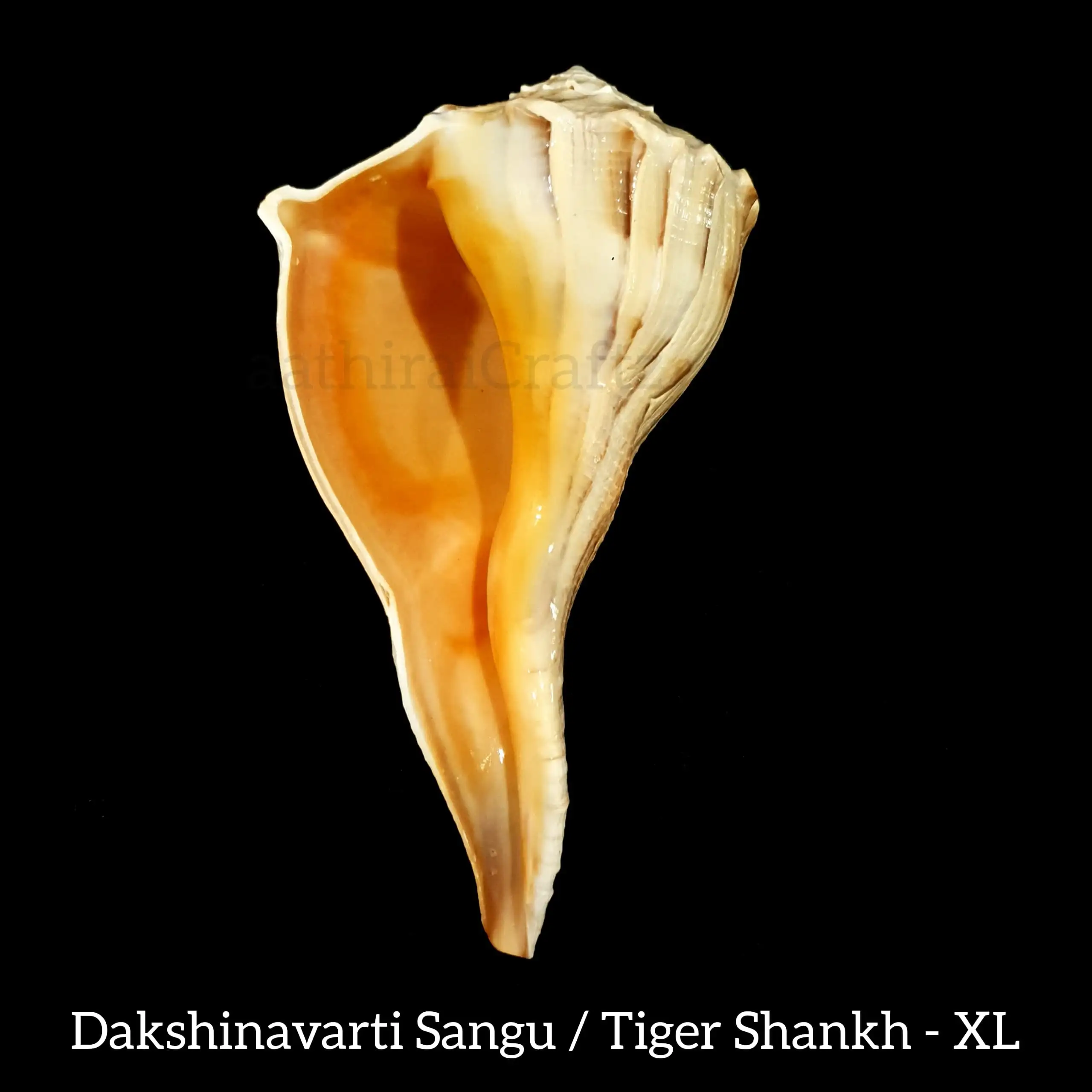 Dakshinavarti Sangu / Tiger Shankh