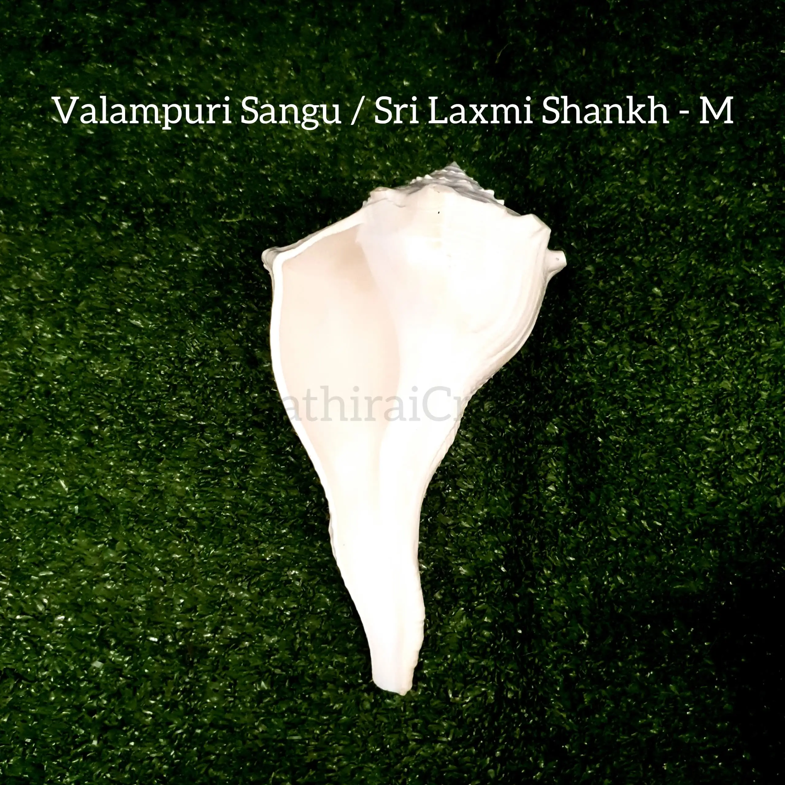 Original Natural Pure Shankh / Valampuri Sangu