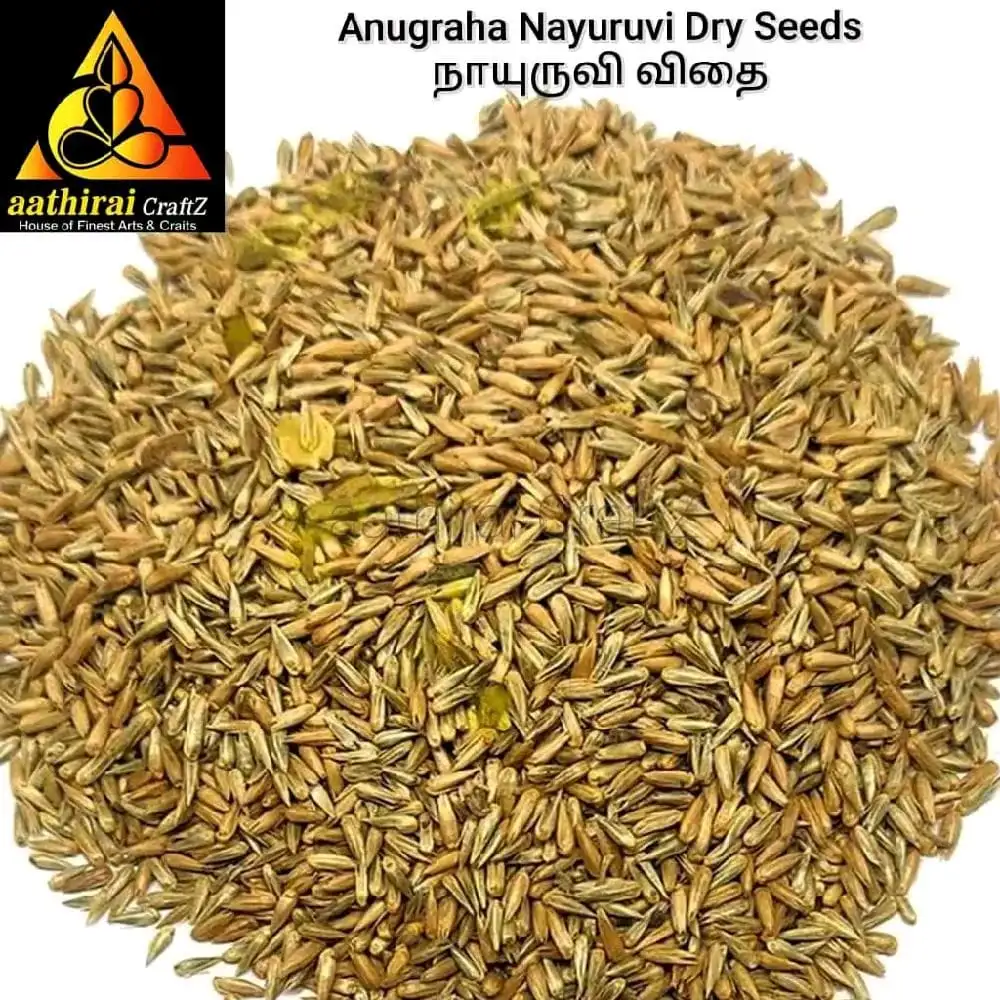 Anugraha Nayuruvi Seeds / Prickly Chaff flower 100g - secondary