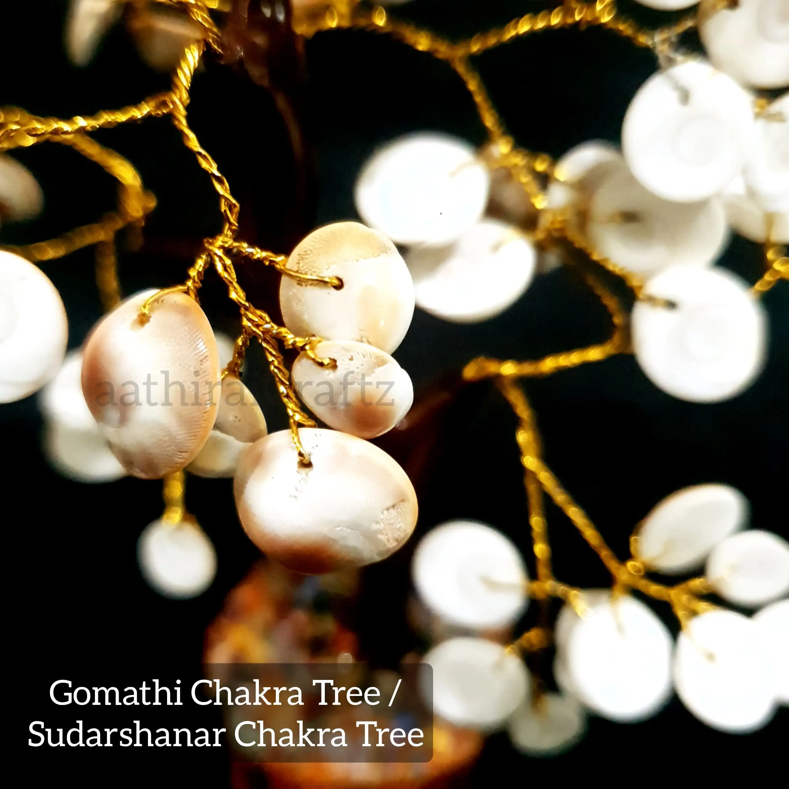 Natural Gomathi Chakra Maram - secondary