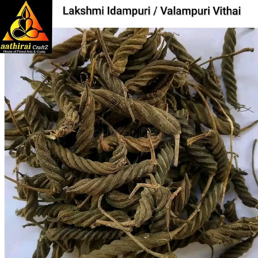 Lakshmi Valampuri Kaai / Indian Sacred Screw Tree - secondary