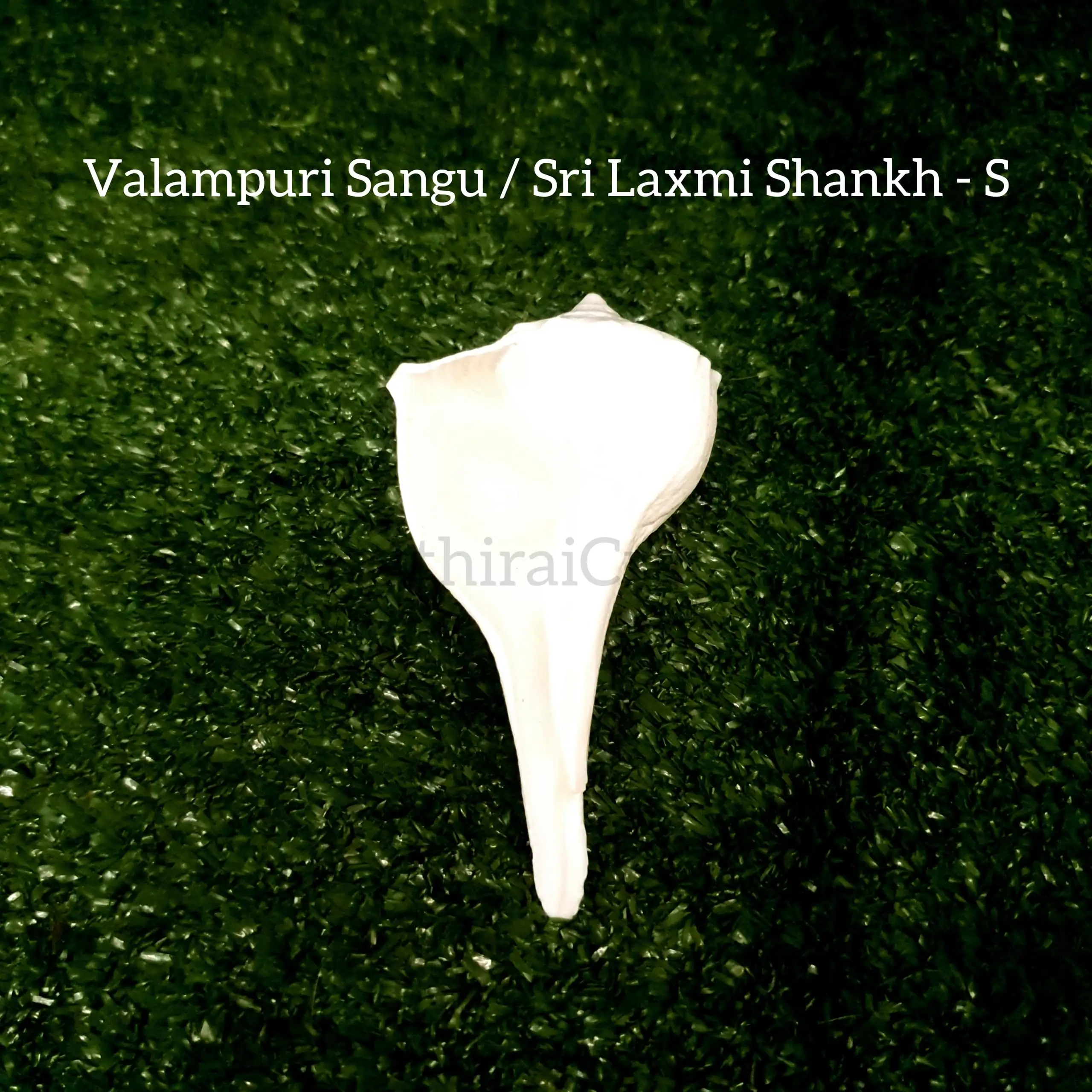 Original Natural Pure Shankh / Valampuri Sangu - secondary