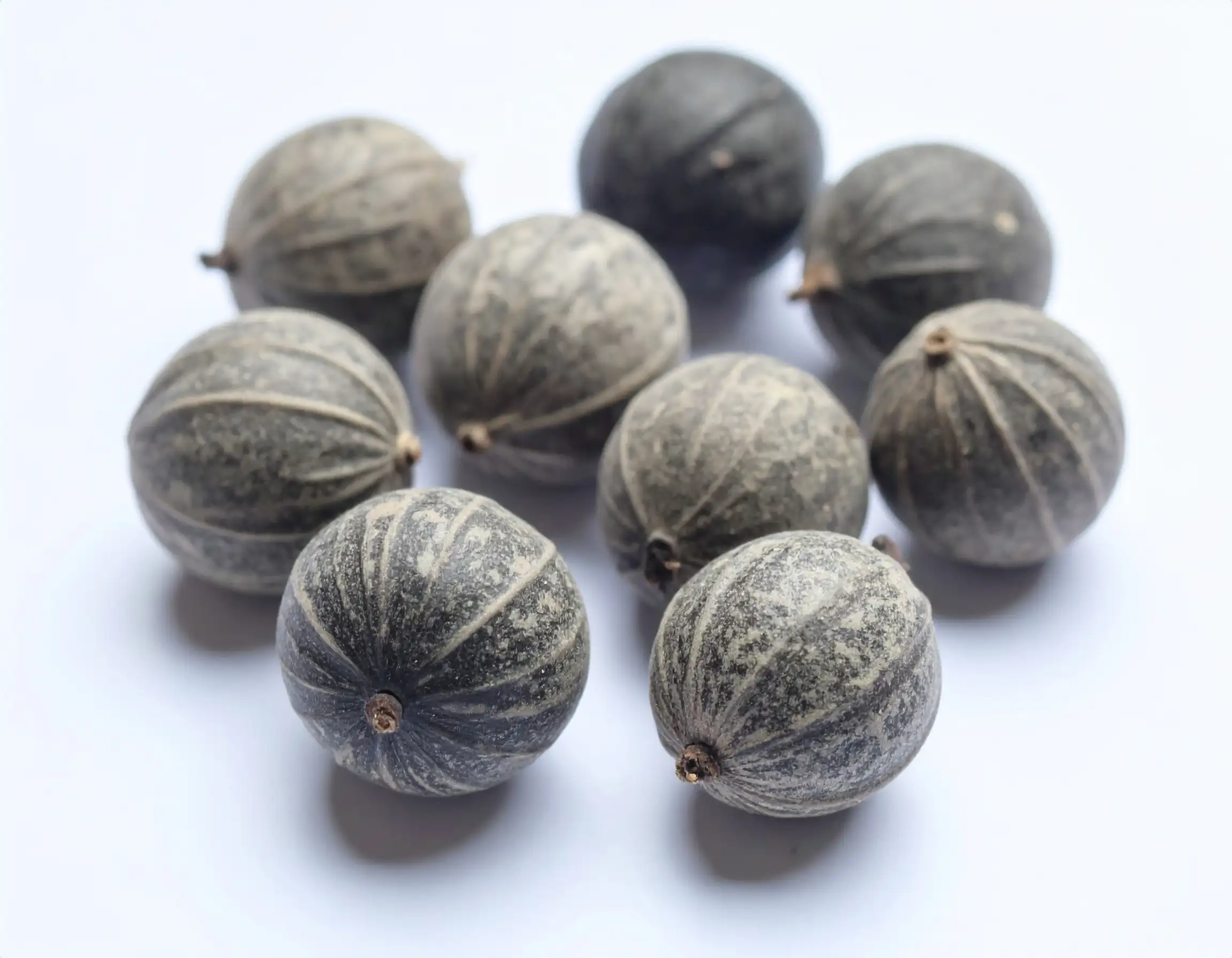 களஞ்சிகை / Fevernut – காய்ச்சல் & நோய் எதிர்ப்பு பாரம்பரிய மூலிகை