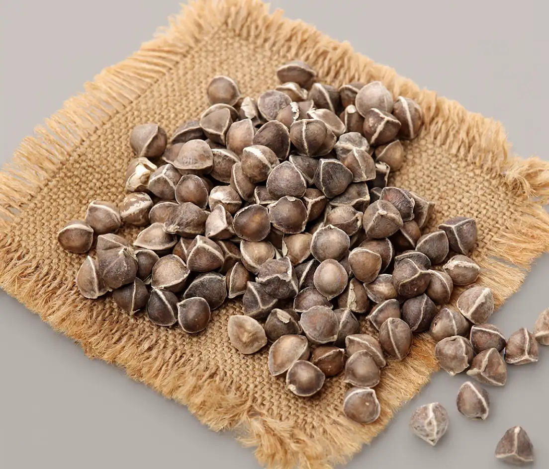 Murungai Seed | முருங்கை விதை: இயற்கையின் பாரம்பரிய ஆரோக்கிய ரகசியம்