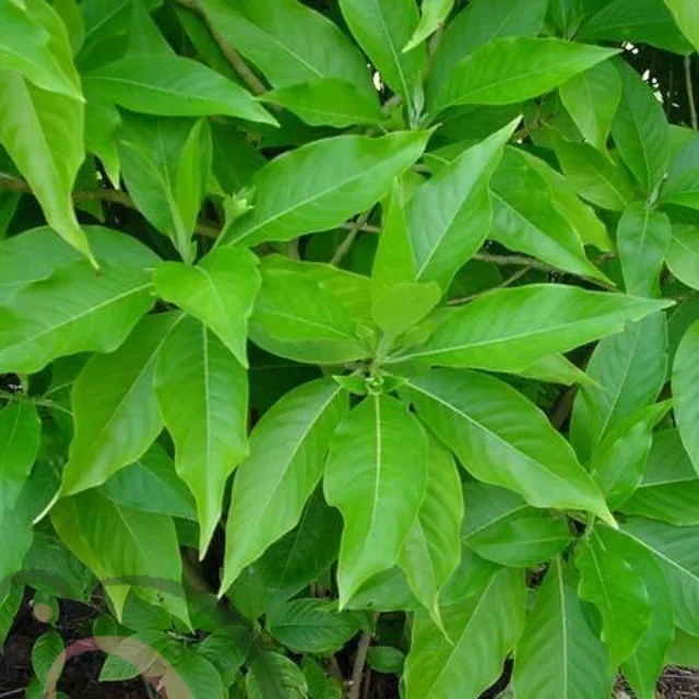 ஆடாதோடா பொடி / மலபார் கொட்டை பொடி (50 கிராம்)