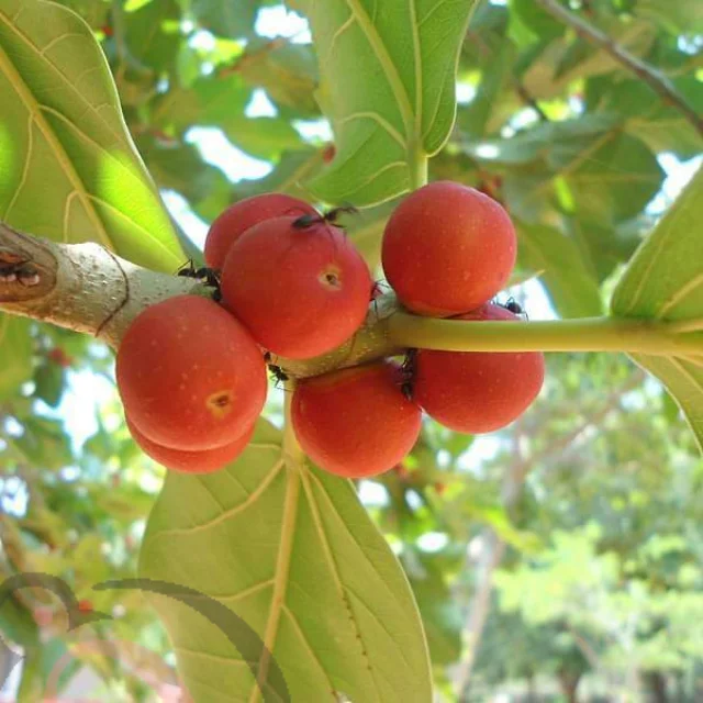 பீப்பல் மர விதை (50 கிராம்)