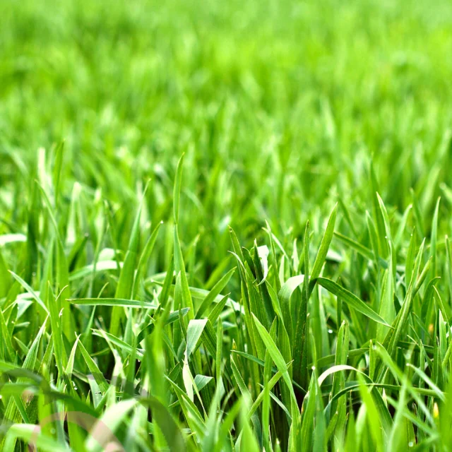 அருகம்புல் பொடி (50 கிராம்)