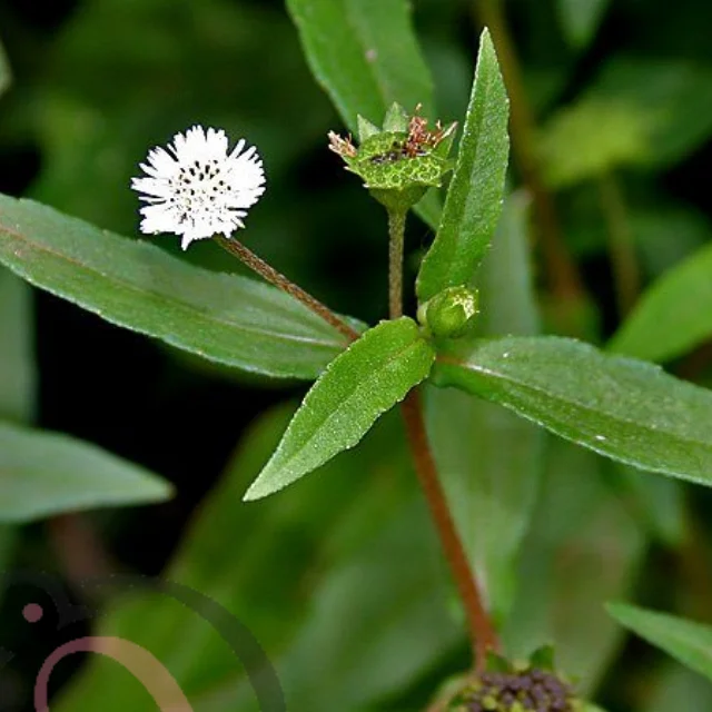 கரிசலாங்கண்ணி பொடி (50 கிராம்)