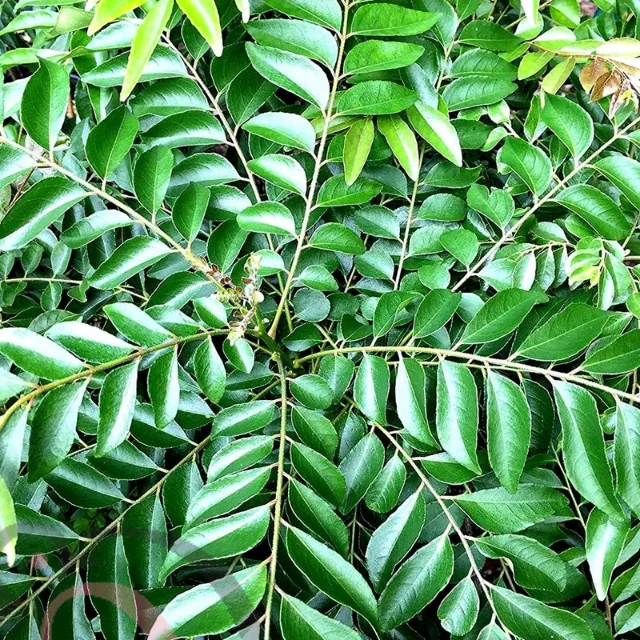 கறிவேப்பிலை பொடி (50 கிராம்)