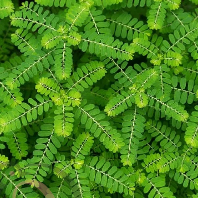 கீழநெல்லி பொடி (50 கிராம்)