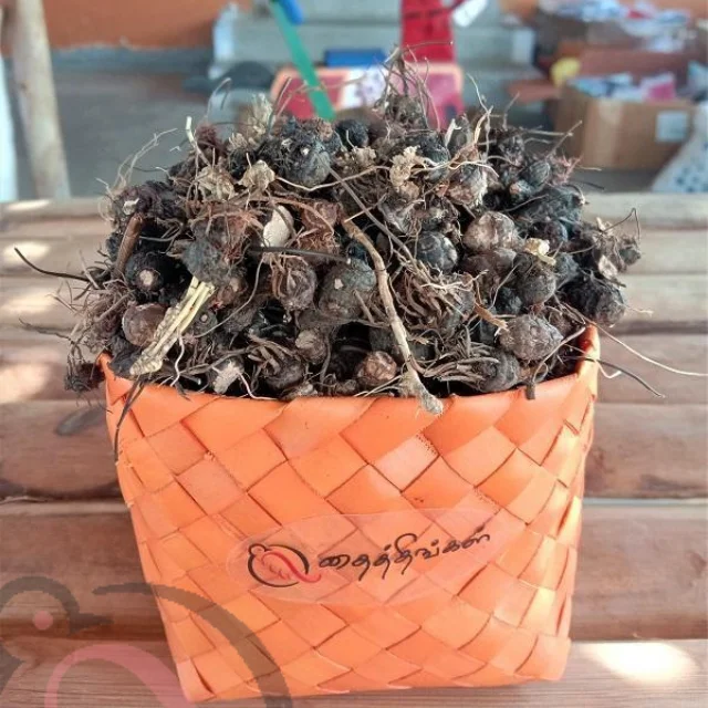 கோரை  கிழங்கு பொடி (50 கிராம்)