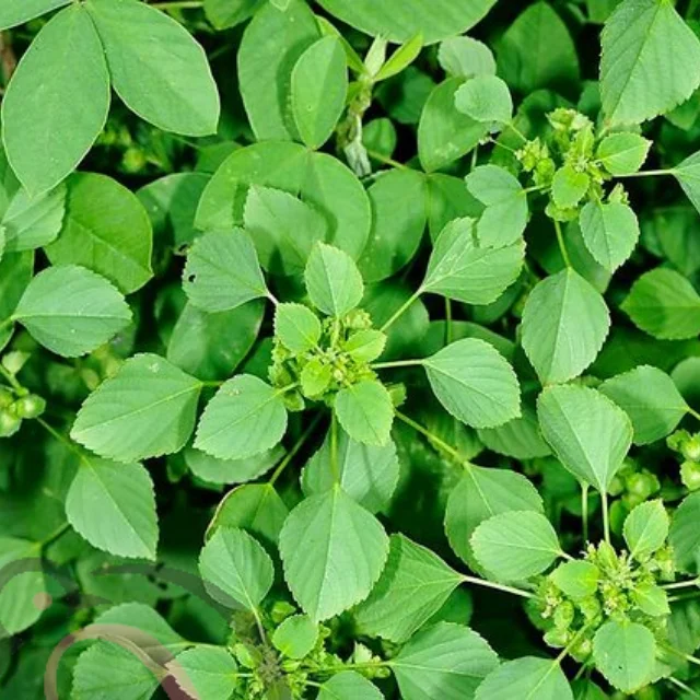 குப்பைமேனி பொடி / இந்திய மெர்குரி பவுடர் (50 கிராம்)