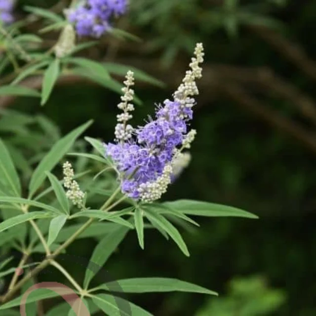 ப்ளூ நொச்சி / ப்ளூ வைடெக்ஸ் பவுடர் (50 கிராம்)