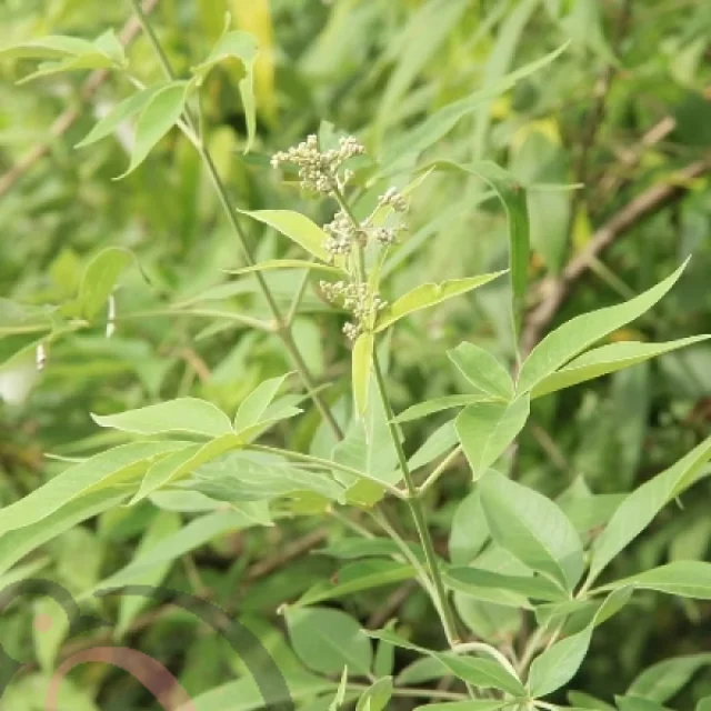 நொச்சி / சாஸ்திரி பொடி (50 கிராம்)