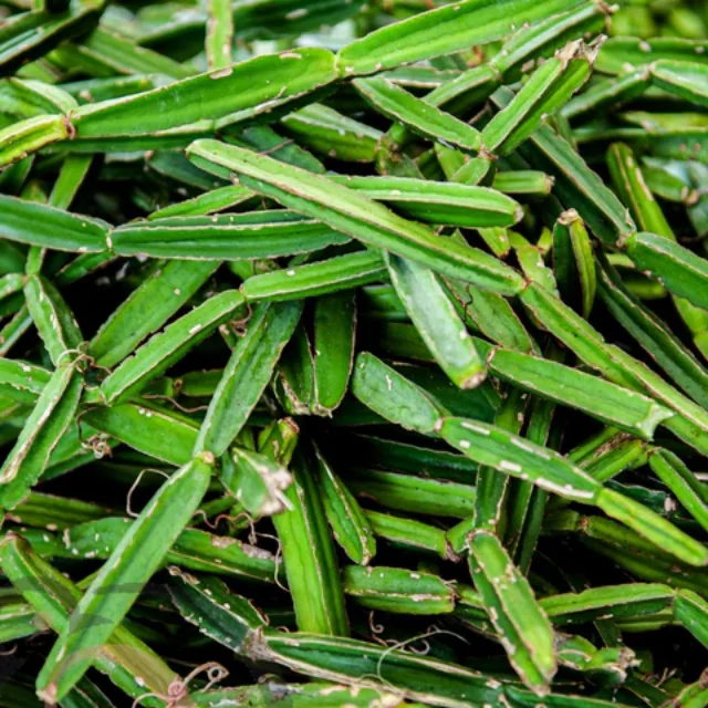 பிரண்டை பொடி (50 கிராம்)