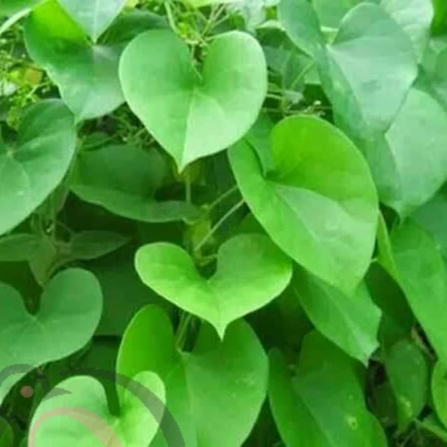 சீந்தில் பொடி (50 கிராம்)