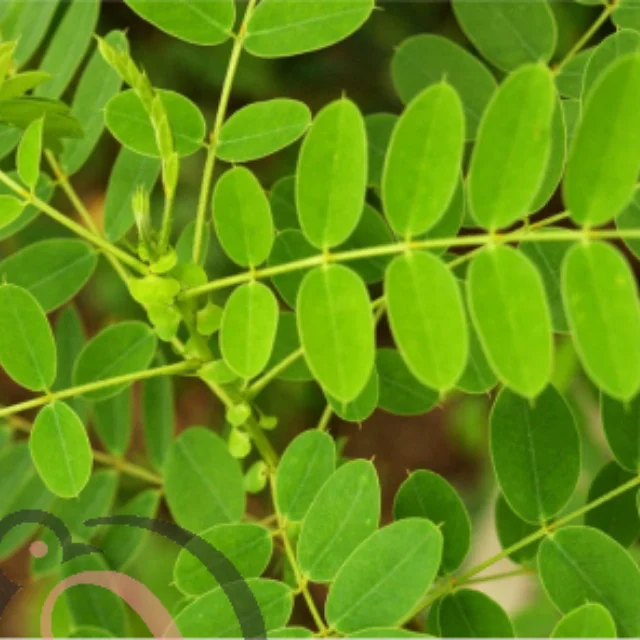 ஆவரை இலை  பொடி ((50 கிராம்)