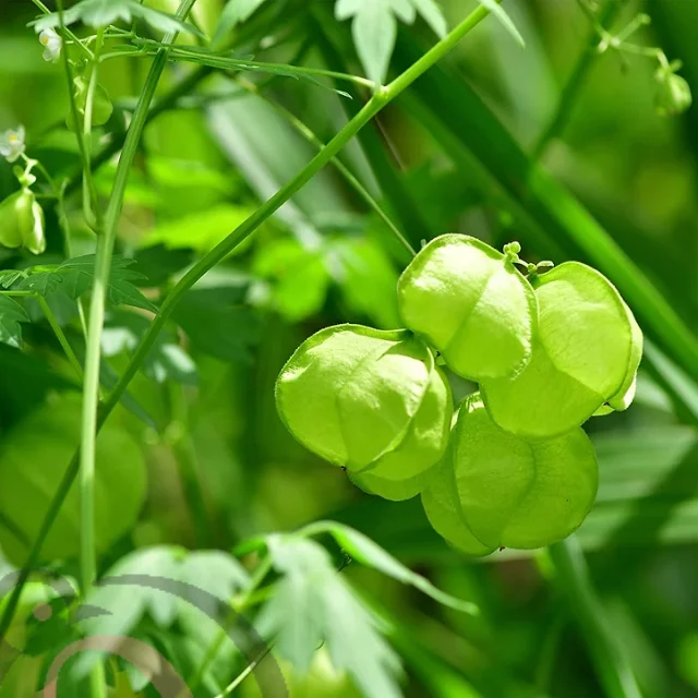 Mudakathan Powder / Balloon Vine Powder (50gm)