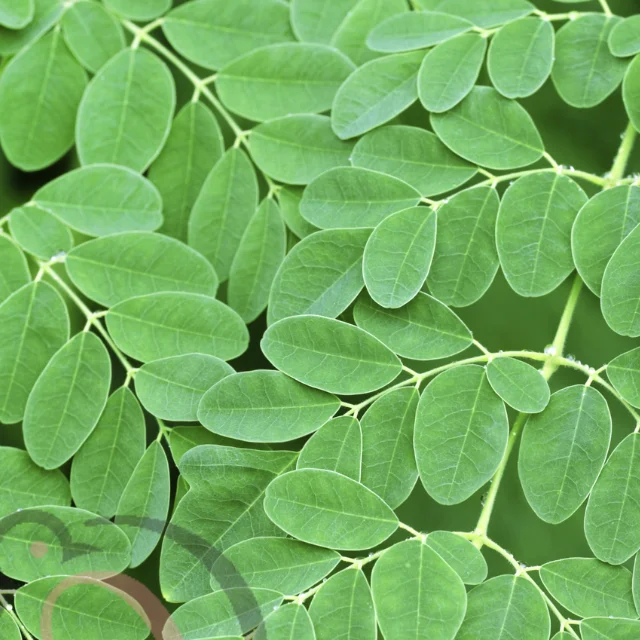 Murungai Leaf / Moringa leave Powder (50gm)