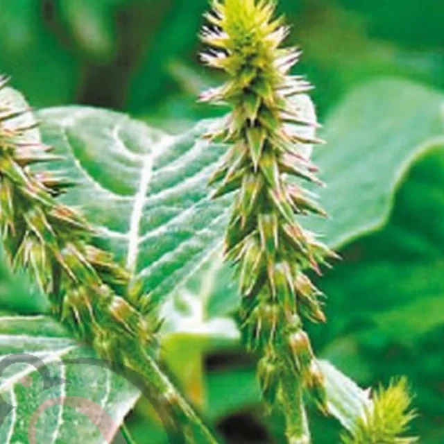 Nayuruvi Leaf / Prickly Chaff Flower (50gm)