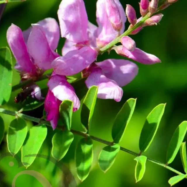 Amla / Gooseberry powder (50gm)