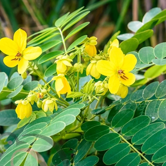 Nilavarai / Senna leaves Powder (50gm)