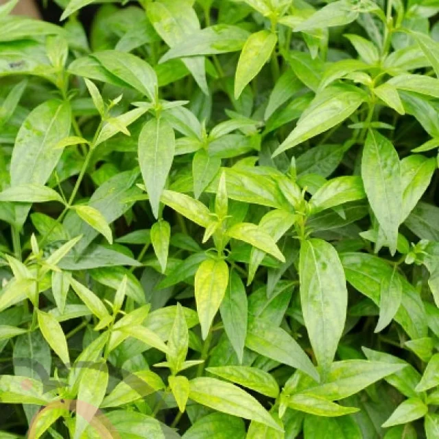 Nilavembu /Green Girayta powder (50gm)