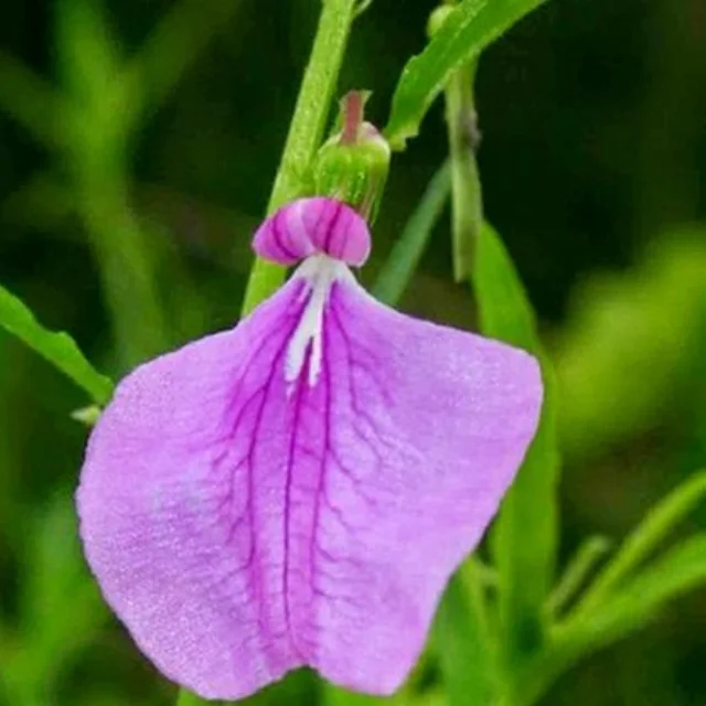 Orithazh Thamarai /Spade Flower Powder (25gm)