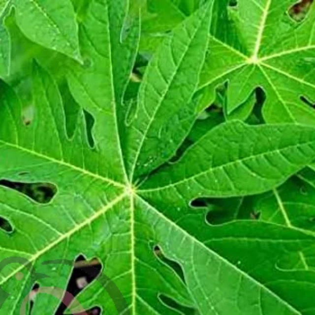 Papaya leaf powder (50gm)