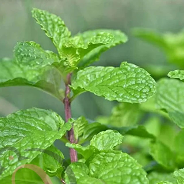 Mint Leaf Powder (50gm)