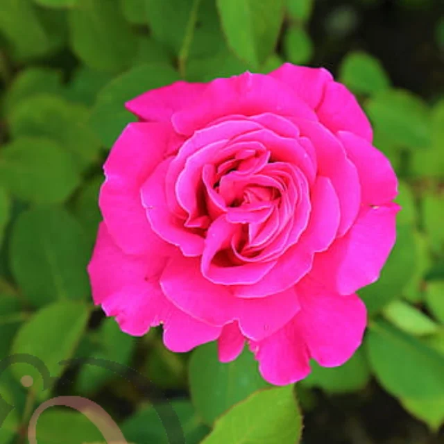 Rose Powder (50gm)