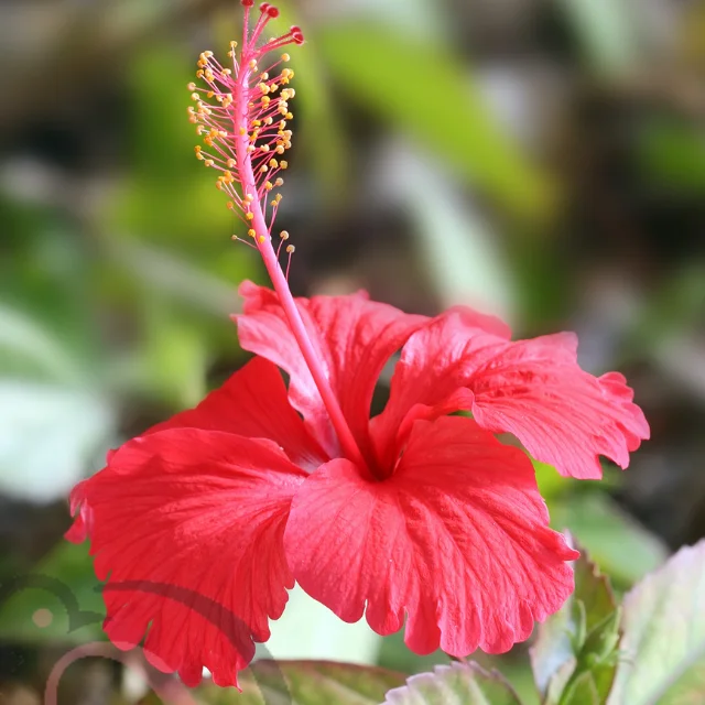 Hibiscus powder (50gm)