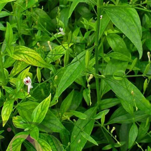 SiriyaNangai powder (50gm)