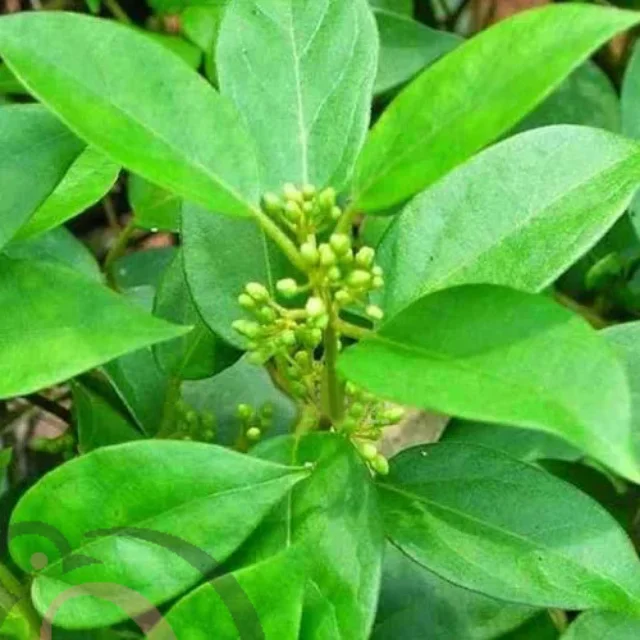 Sirukurinjan powder (50gm)